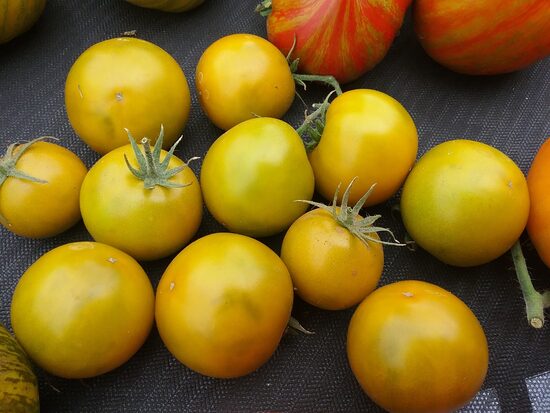 Гном Политый известью